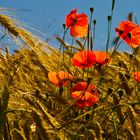 Mohn im Getreidefeld