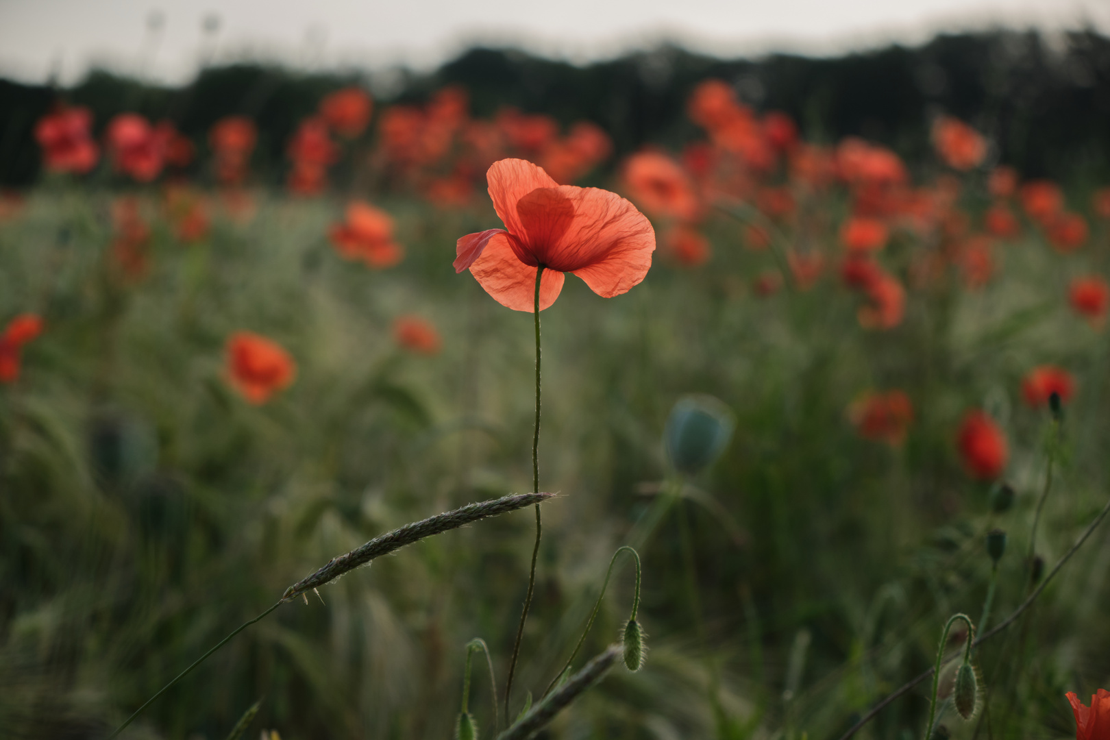 Mohn im Getreidefeld