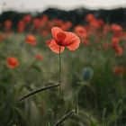Mohn im Getreidefeld