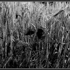 Mohn im Getreidefeld