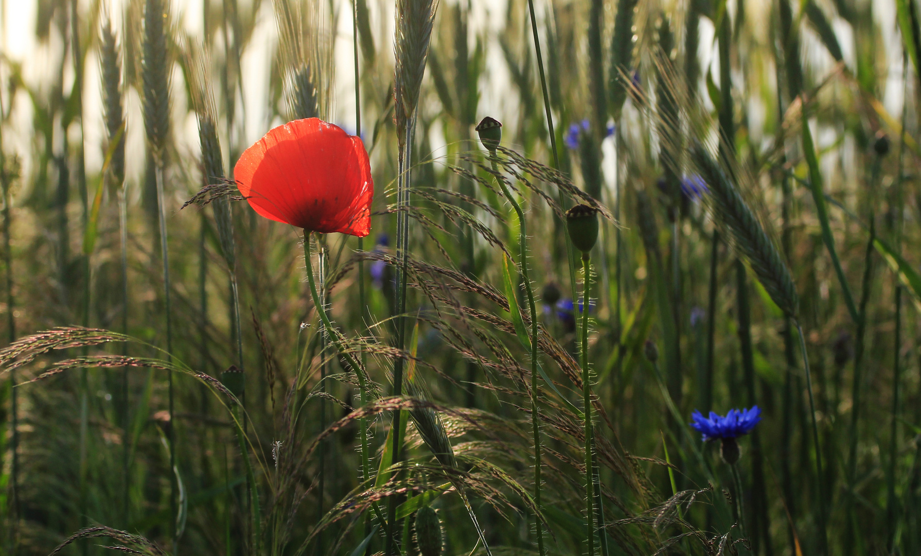 Mohn im Getreidefeld