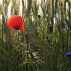 Mohn im Getreidefeld