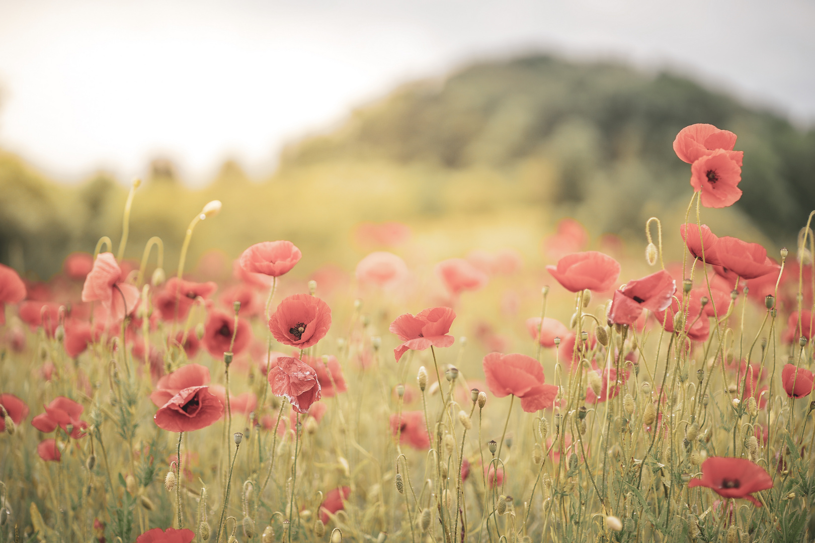 Mohn im Getreidefeld