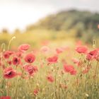 Mohn im Getreidefeld