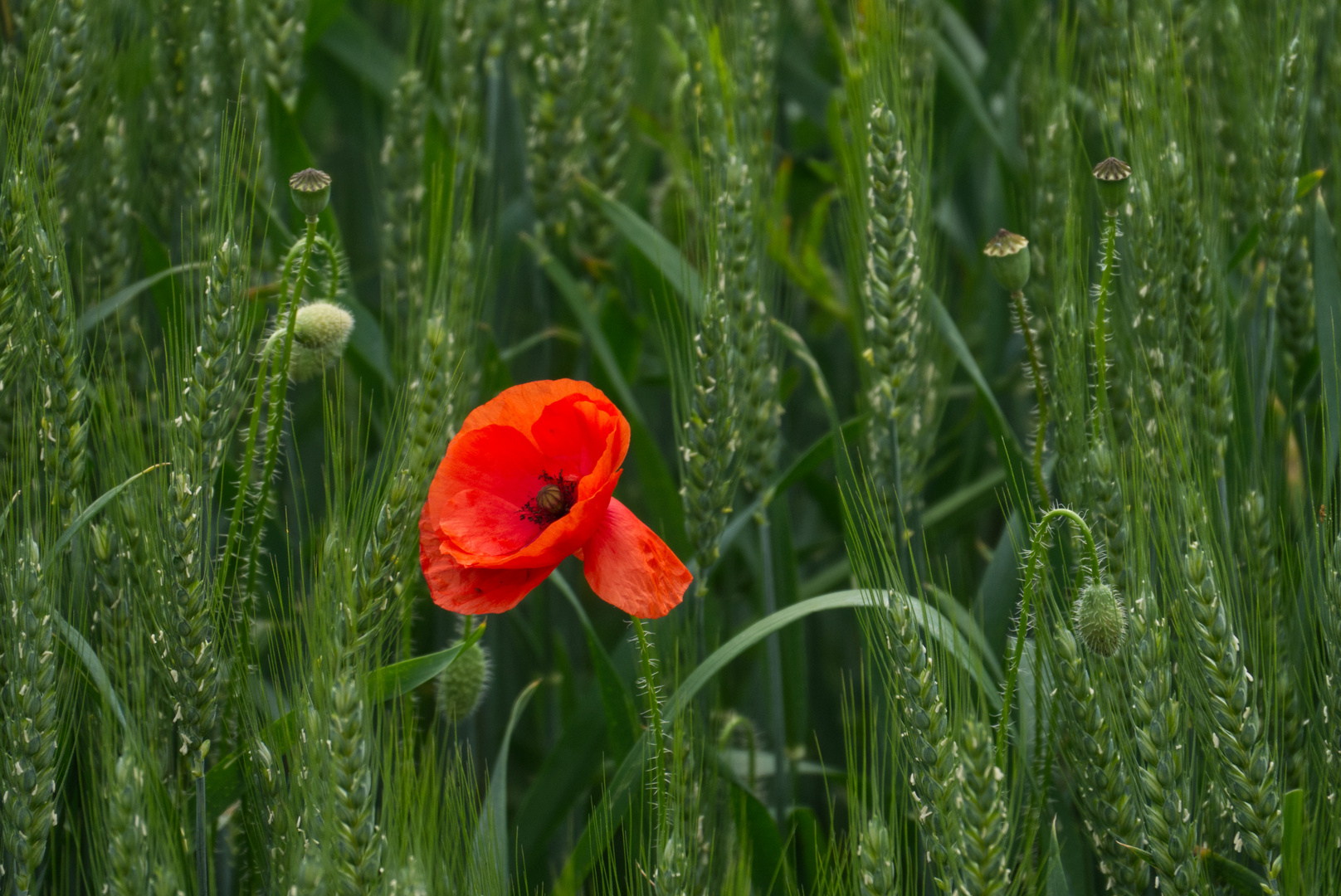 Mohn im Getreidefeld