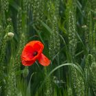 Mohn im Getreidefeld