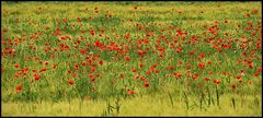 Mohn im Getreidefeld