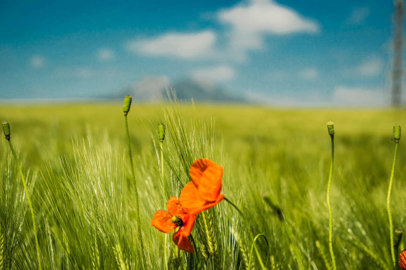 Mohn im Getreidefeld