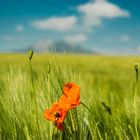 Mohn im Getreidefeld