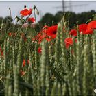 Mohn im Getreidefeld