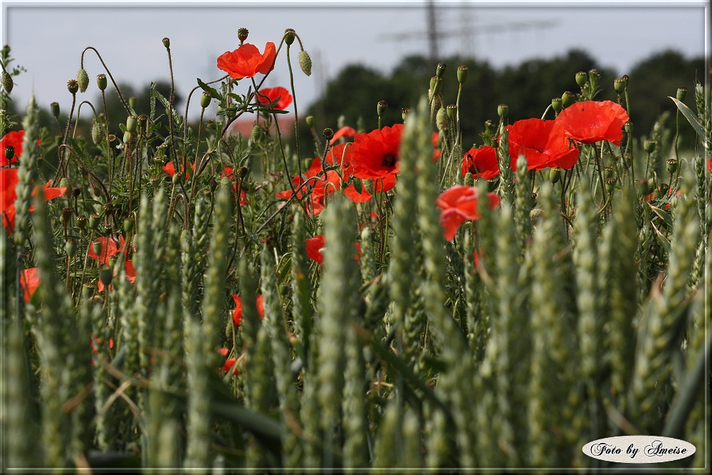 Mohn im Getreidefeld