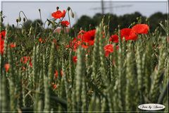 Mohn im Getreidefeld