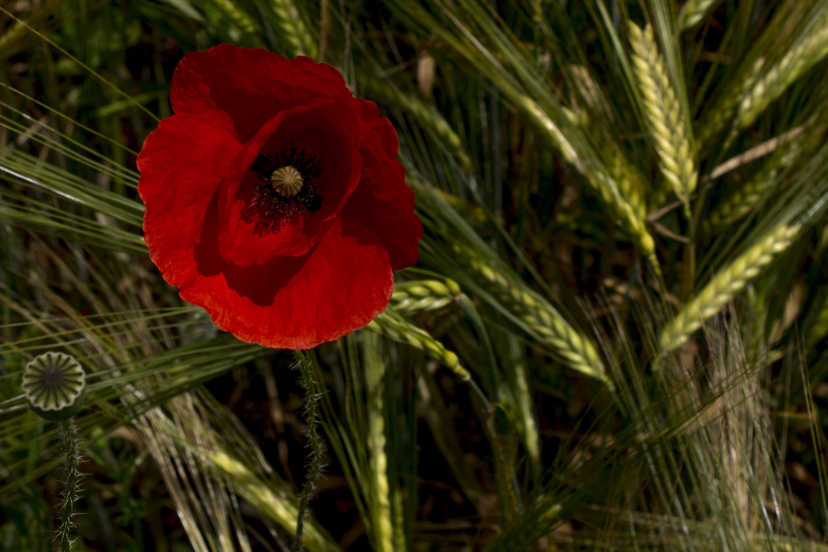 Mohn im Getreidefeld