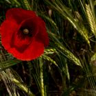 Mohn im Getreidefeld