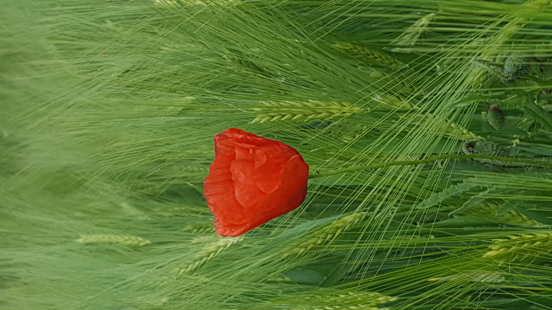 Mohn im Getreidefeld