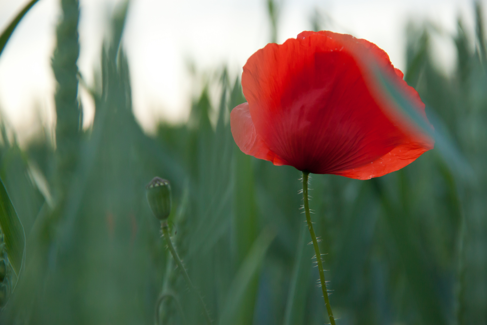 Mohn im Getreidefeld am Abend