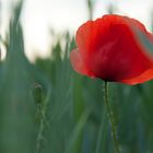 Mohn im Getreidefeld am Abend