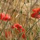 Mohn im Getreidefeld