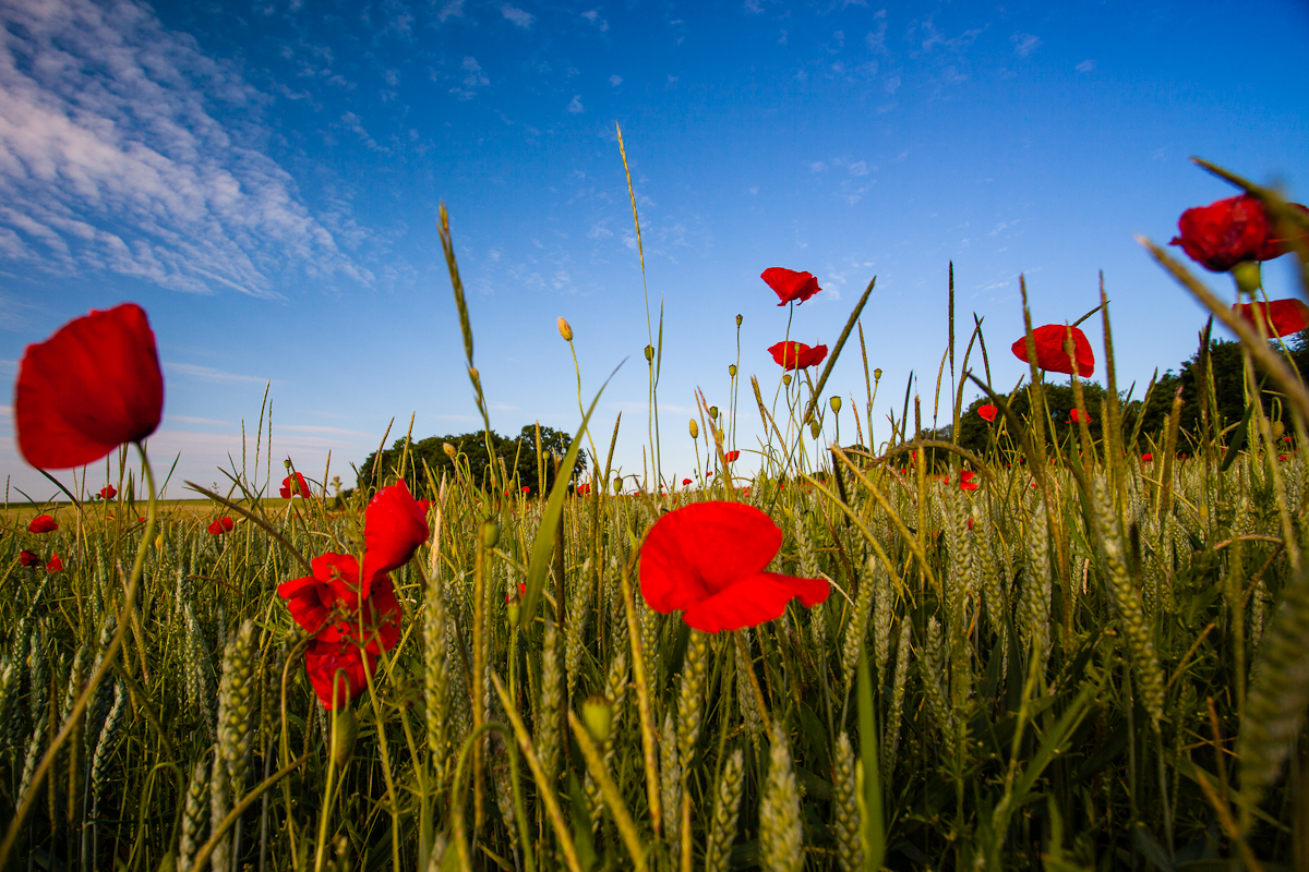 Mohn im Getreidefeld