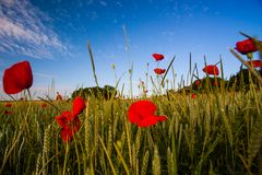 Mohn im Getreidefeld