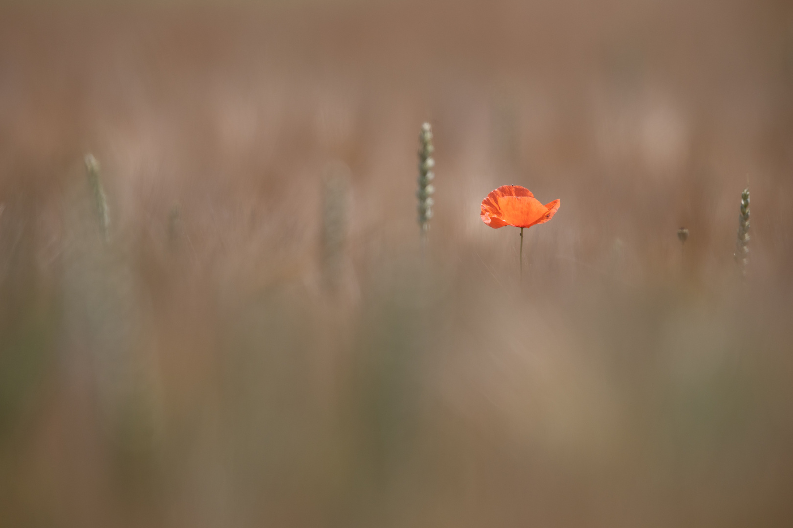 Mohn im Getreidefeld