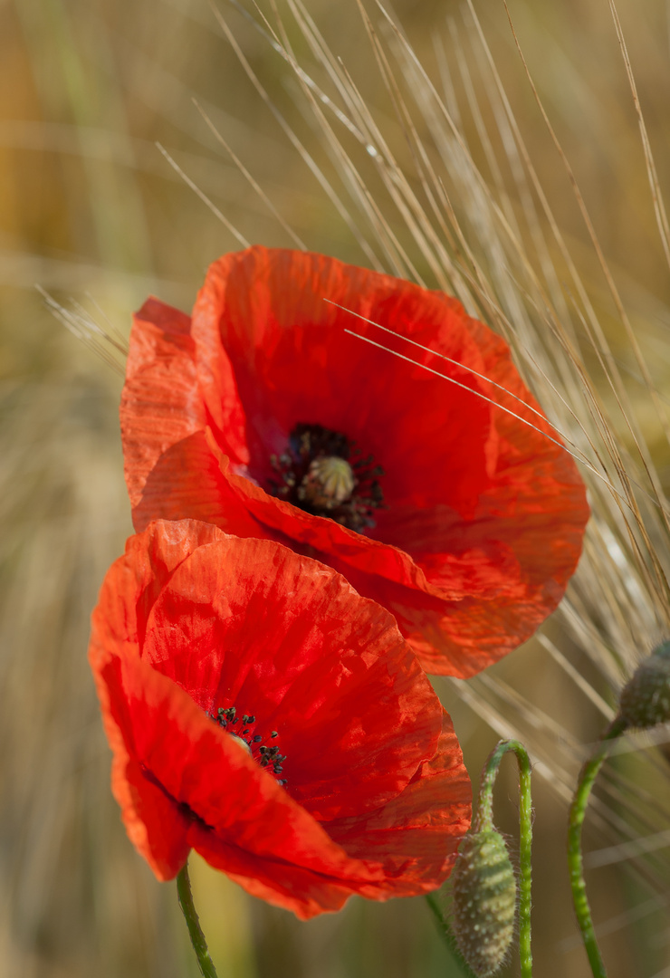 Mohn im Getreidefeld