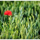 Mohn im Getreidefeld