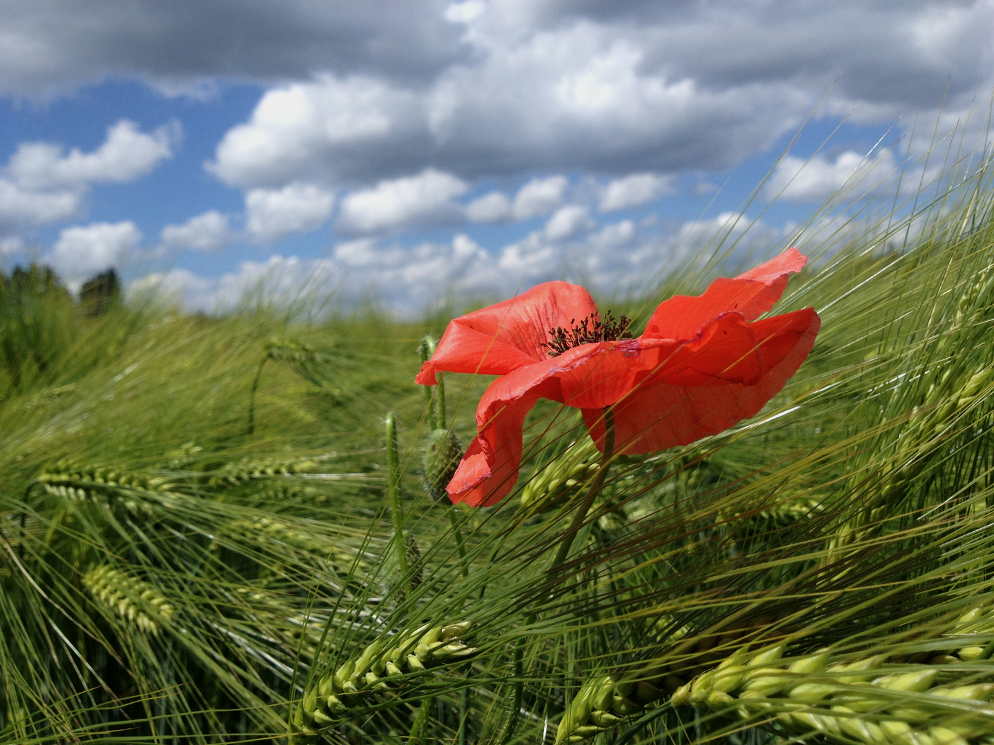 Mohn im Getreidefeld