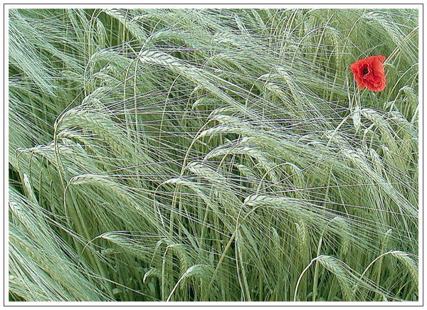 Mohn im Getreidefeld