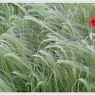 Mohn im Getreidefeld