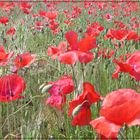 Mohn im Getreidefeld