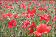 Mohn im Getreidefeld