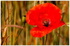 Mohn im Getreidefeld