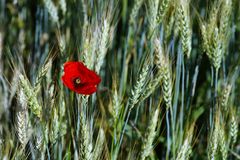 Mohn im Gewächs