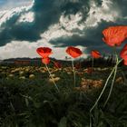 Mohn im Gewitter