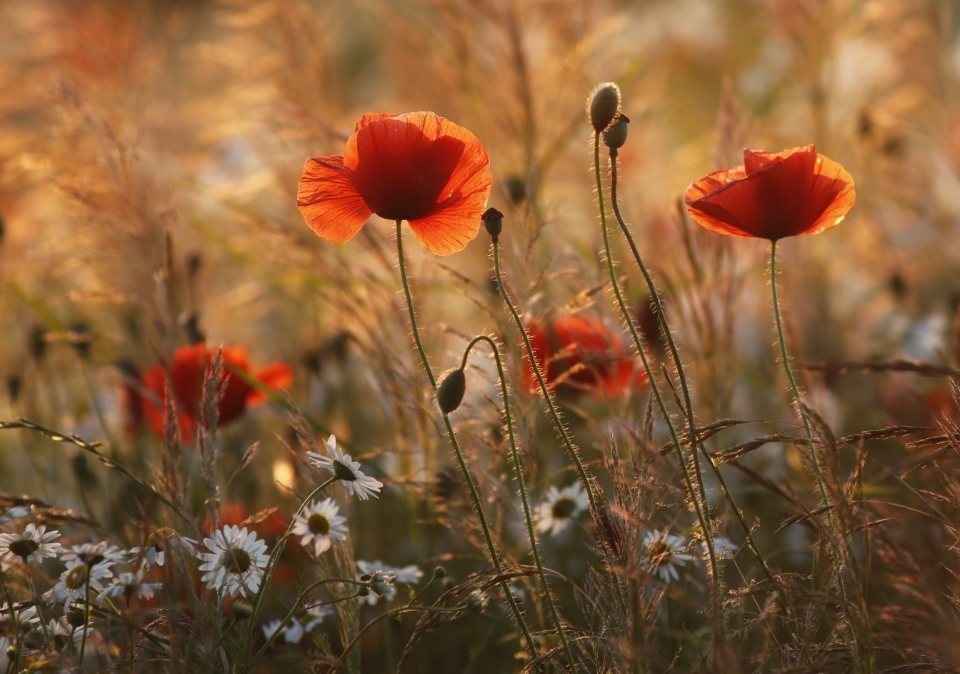 Mohn im goldenen Licht 