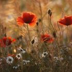 Mohn im goldenen Licht 