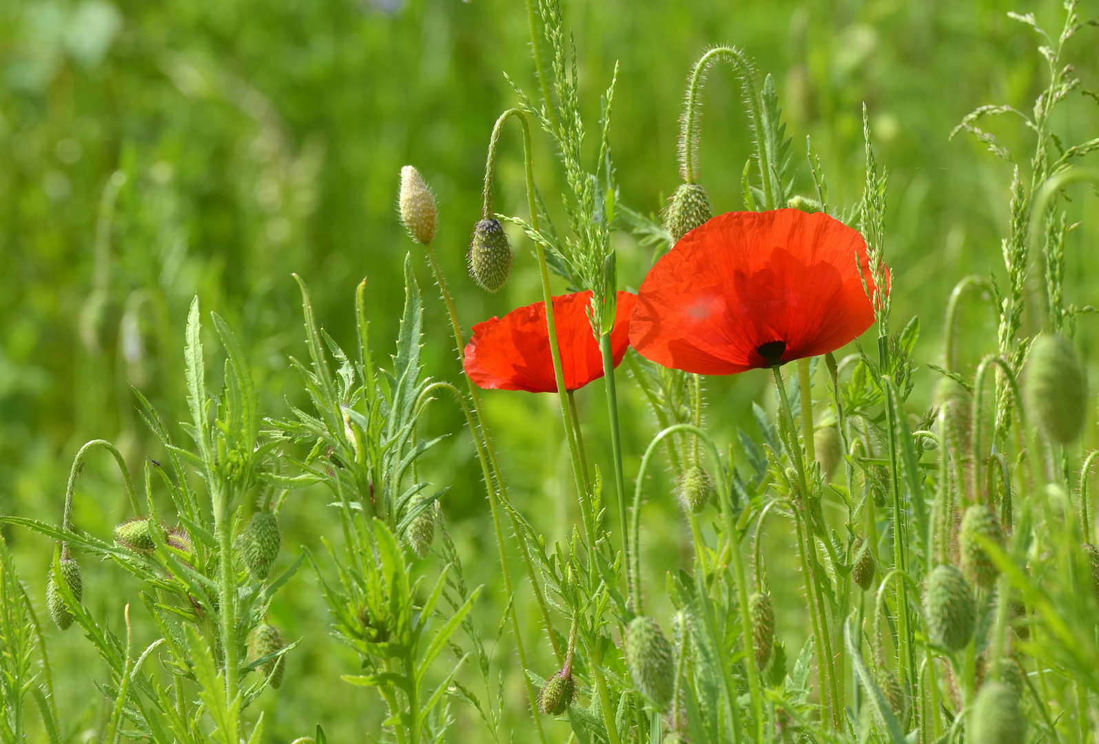 Mohn im Gras