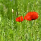 Mohn im Gras