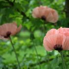 Mohn im Grün