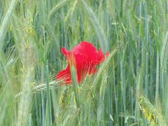 Mohn im Grünen