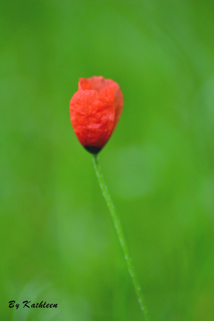 Mohn im Grünen