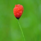 Mohn im Grünen