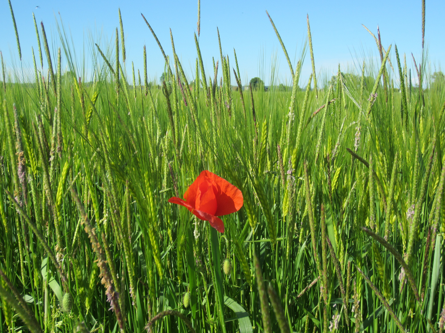 Mohn im grünen Bett