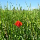 Mohn im grünen Bett