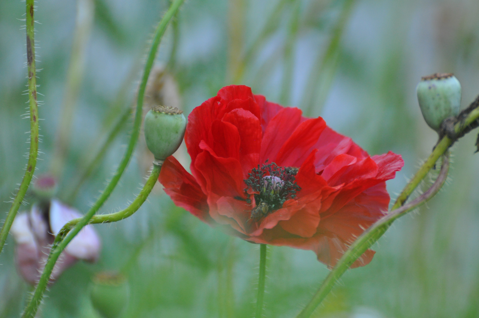 Mohn im Grünen