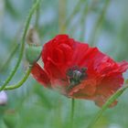 Mohn im Grünen