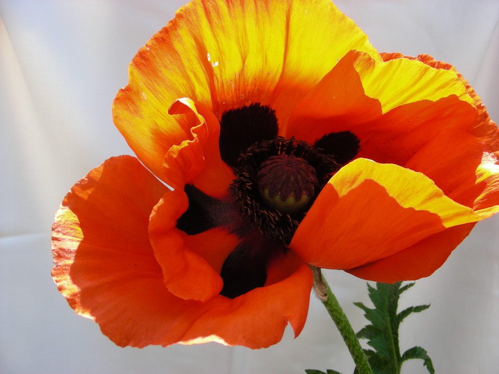 Mohn im güldenen Licht ...