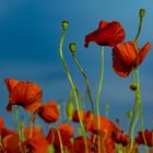 Mohn im Harz