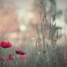 Mohn im Herbst 